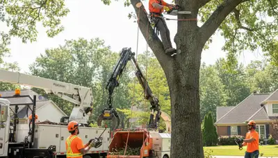 Shawnee, OK tree removal crew safely removing a hazardous tree for Arbor Shawnee Tree Service