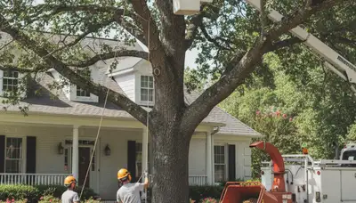 Tree service crew providing tree trimming and removal in Shawnee, OK