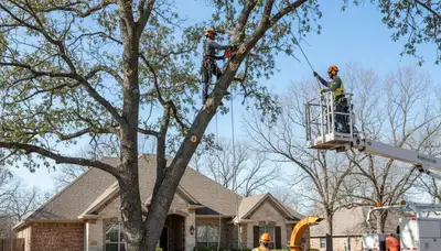 Tree service crew in Shawnee, OK providing professional tree trimming and removal services