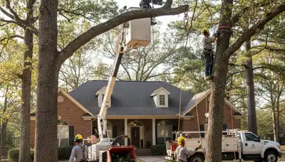 Tree service crew in Shawnee, OK providing professional tree care and removal services