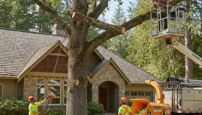 Tree service crew in Shawnee, OK handling professional tree trimming and removal safely