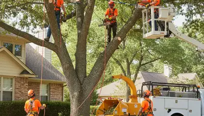 Arbor Tree Care trimming trees in Shawnee, OK for safer, healthier growth
